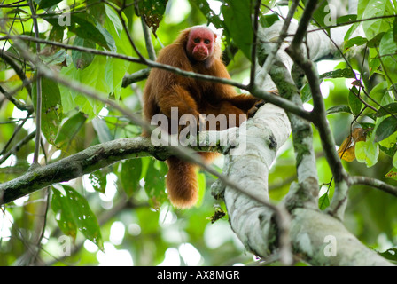 Roter Uakari Affen Cacajao Calvus Ucayalii WILD Stockfoto