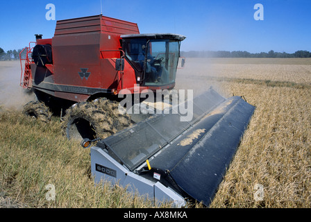BEREICH DER HIGH-YIELD-REIS IN SEHR GUTEM ZUSTAND MIT MASSEY FERGUSON 8780 XP AUSGESTATTET MIT NEUEN GOTISCH ROTARY MÄHDRESCHER ERNTEN Stockfoto
