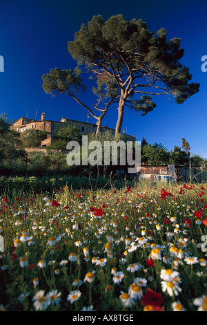 Blumenwiese mit Margeriten und Mohn, Murlo, Siena, Toskana, Blumenwiese Italienisch Stockfoto