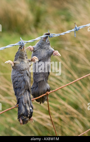 Tote Maulwürfe ^ hängen an einem Zaun, UK. Stockfoto