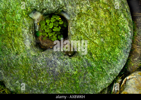 Moos bedeckt Mühlstein mit kleinen Pflanze wächst in der Mitte, da er auf dem Boden neben einer alten Mühle in North Carolina legt. Stockfoto