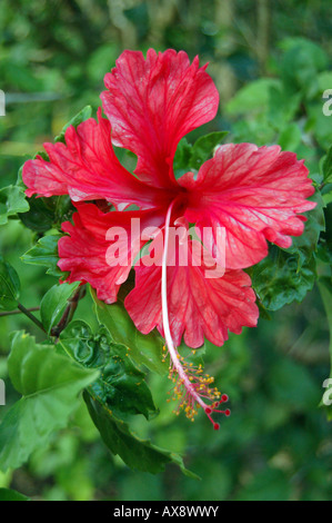 Rote Hibiskusblüten (Rosemallow, Malvaceae, Malve Familie) Stockfoto