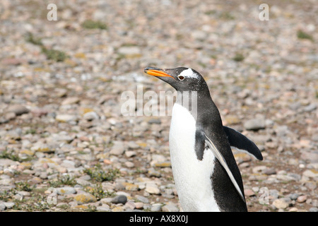 Gentoo Penguin mit kurzen Flügeln Stockfoto