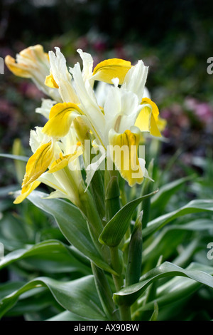 IRIS BUCHARICA IRIS ORCHOIDES CARRIERE MITTE MÄRZ Stockfoto