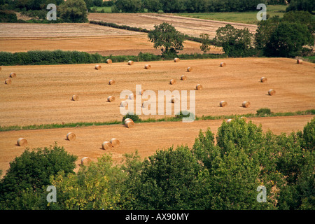 Rundballen auf der Somerset Ebene in der Nähe von Burrowbridge Somerset UK Stockfoto