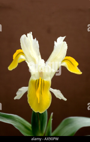 IRIS BUCHARICA IRIS ORCHOIDES CARRIERE MITTE MÄRZ Stockfoto