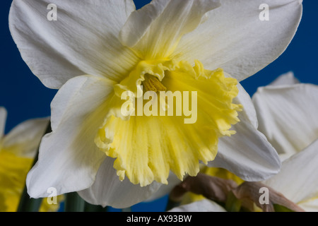 Nahaufnahme von Narcissus Ice Follies Blume Stockfoto