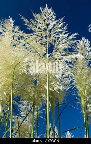 Cortaderia Selloana Pampasgras Stockfoto