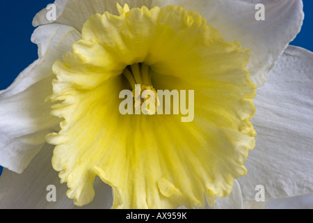 Nahaufnahme von Narcissus Ice Follies Blume Stockfoto