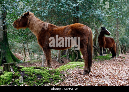 New Forest Ponys füttern im Wald, Brockenhurst, New Forest National Park Stockfoto