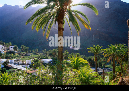 El Guro, Dorf, Palm trees, Valle Gran Rey, La Gomera, Kanarische Inseln, Spanien Stockfoto