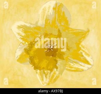 Narzissen Abbildung Stockfoto