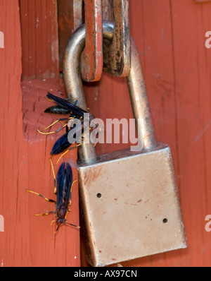Schwarze und gelbe Schlammtöchter, Sceliphron Caementarium, versammeln sich auf einem Schloss auf einem öffentlichen Außenbad in Oklahoma, USA. Stockfoto