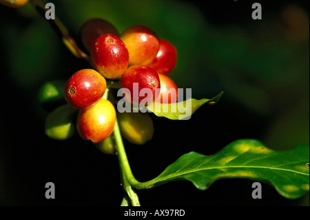 Nahaufnahme von Reifen Kaffeebeeren im Sonnenlicht, Oaxaca, Mexiko, Mittelamerika, Amerika Stockfoto