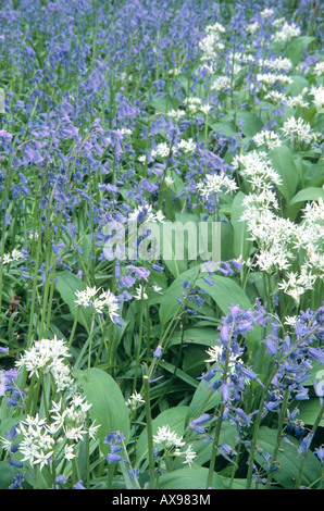 Glockenblumen (Endymion nicht-Scriptus) & Bärlauch / Bärlauch (Allium Ursinum) Stockfoto