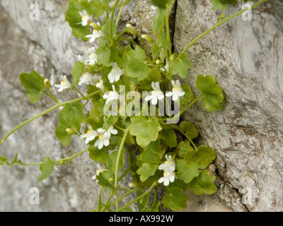 Ivy blätterige Leinkraut, Cymbalaria Muralis, weiße Form. Stockfoto