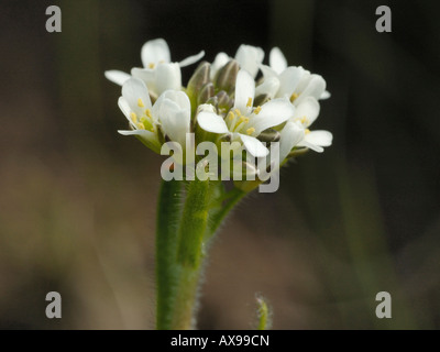 Behaarte Rock Kresse, Arabis hirsuta Stockfoto