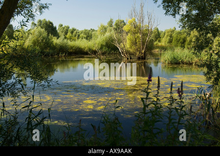 Kleiner See als Teil des Naturschutzgebietes Ouse wäscht Stockfoto