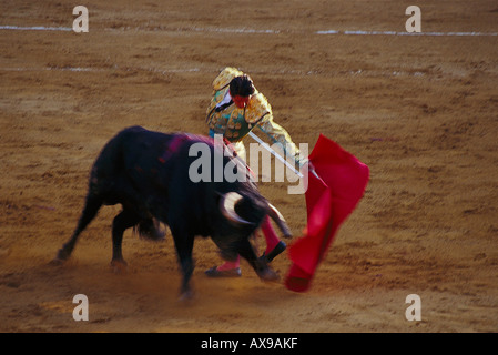 Corrida de Toros, Stierkampf, Jerez De La Fronere, Provinz Cadiz Andalusien, Spanien Stockfoto