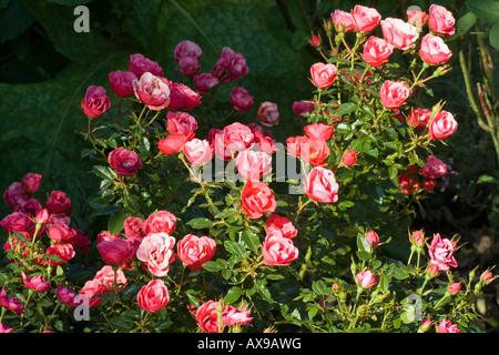 Moderne Hybrid-Miniatur rose namens Linda Stockfoto