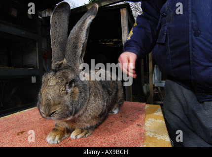 Deutsche Kaninchen Züchter Karl Szmolinsky mit seinem Riesen-Kaninchen Stockfoto