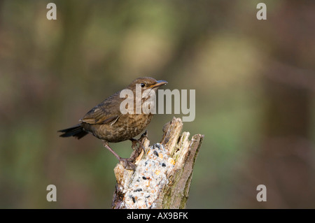 Gemeinsamen Blackbird oder eurasische Amsel (Turdus Merula, weiblich) Stockfoto