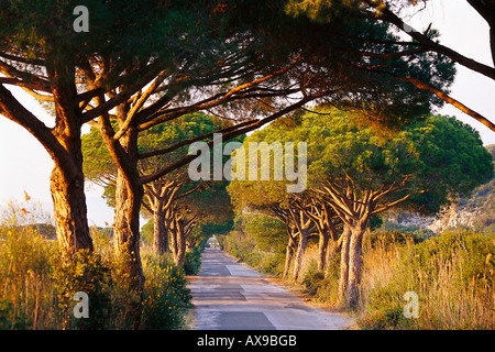 Pine Avenue, Parco Naturale di Maremma Toskana, Italien Stockfoto