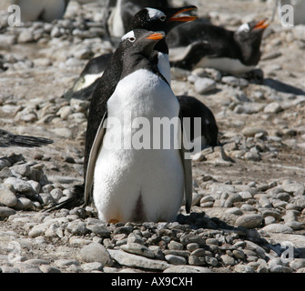 Gentoo Penguin stehen in Verschachtelung Bereich an einem steinigen Strand Stockfoto