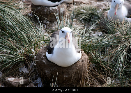 Albatros auf ein Nest auf einem Hügel Schlamm und Gras sitzen Stockfoto