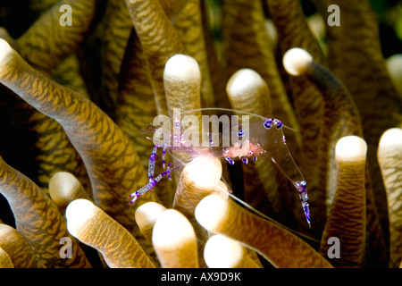 Kommensale Anemone Garnelen oder tanzen Garnelen, Ancylomenes Sarasvati. Vorher Periclimenes Sarasvati. Im Pilz Korallen. Weibchen mit Eiern Stockfoto