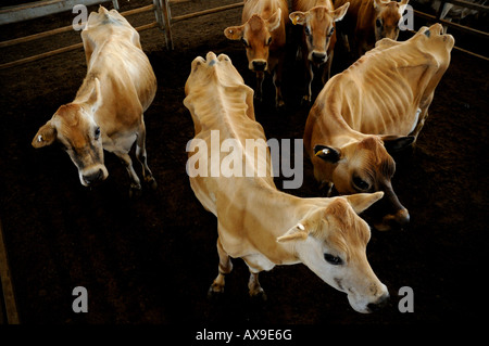 Dünne Rinder zum Verkauf an der South Australian Livestock Exchange bereit. Stockfoto