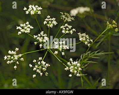 Pignut, Conopodium majus Stockfoto