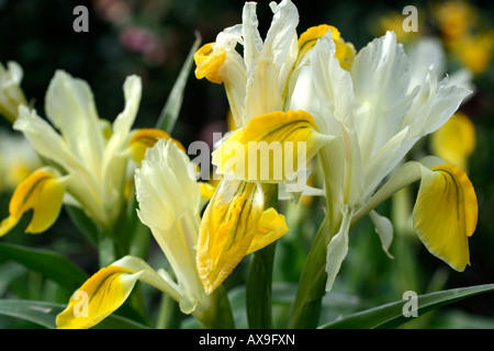 IRIS BUCHARICA IRIS ORCHOIDES CARRIERE MITTE MÄRZ Stockfoto