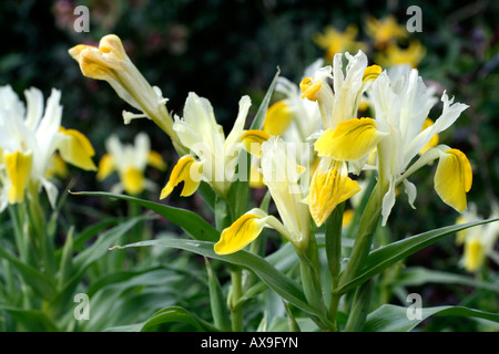 IRIS BUCHARICA IRIS ORCHOIDES CARRIERE MITTE MÄRZ Stockfoto