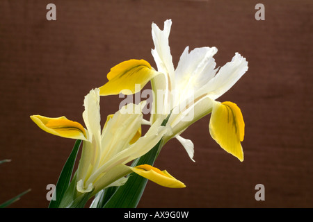 IRIS BUCHARICA IRIS ORCHOIDES CARRIERE MITTE MÄRZ Stockfoto