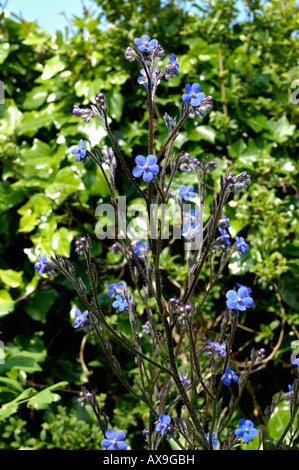 Garten Ochsenzungen, Ochsenzungen Azurea oder große blaue Alkanet Stockfoto