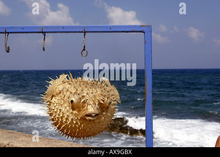 Ein ausgestopfter Kugelfisch zu verkaufen, Kreta, Griechenland Stockfoto