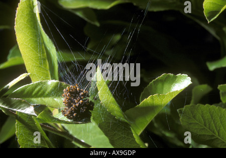 Garten Jungspinnen dicht beieinander Arachniden Araneae Argiopidae Araneus siehe Bild-Nummer AX91DW für die Jungspinnen verteilt Stockfoto