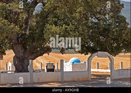 Israel, unteren Galiläa, das Grab des Rabbi Aba Halafta, Mount Tabor-Eiche (Quercus Ithaburensis) schätzungsweise 600 Jahre Stockfoto