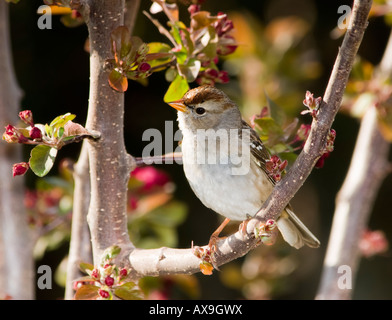 Chipping Spatz, Spizella Passerina, thront in einer angehenden Crabapple Baum, Malus. Oklahoma, USA. Stockfoto