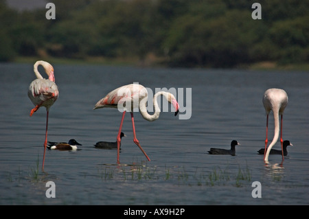 Rosaflamingos (Phoenicopterus Roseus) Fütterung Stockfoto