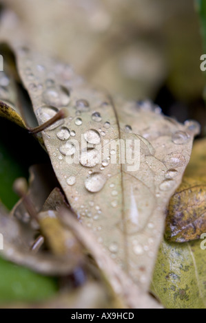 Regentropfen auf Blätter im Herbst Stockfoto