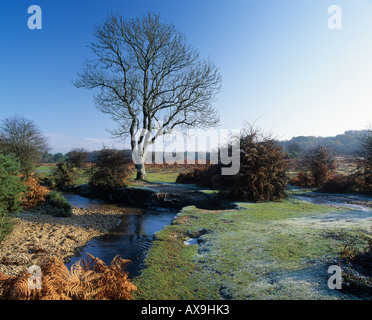 Spätherbst Linford New Forest Hampshire England UK Stockfoto