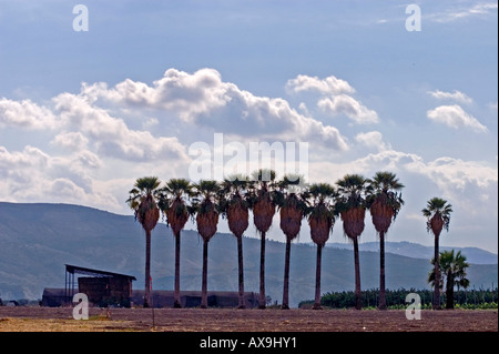 Eine Reihe von 10 Reifen Washingtonia Filifera Palmen aka California fan Stockfoto
