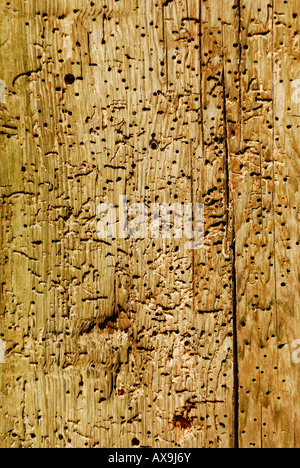 Holz, das von Insekten beschädigt wurde und viele Löcher aufweist. Die Holzwurminsekten fressen das Holz und verursachen Schäden und Verfall. Stockfoto