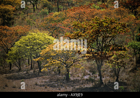 Bäume in den Chimanimani Bergen des östlichen Simbabwe Afrika Stockfoto