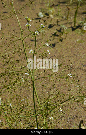 Wasser-Wegerich, Alisma Plantago-aquatica Stockfoto