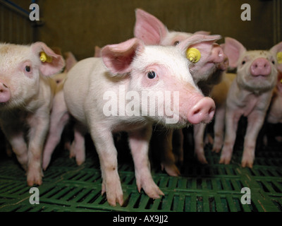 Gruppe von jungen Schweine Ferkel in einer modernen groß angelegte Schweinefarm Vorden Gelderland Niederlande Stockfoto