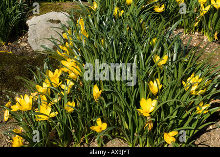 Sternbergia Lutea Lilie des Feldes Stockfoto