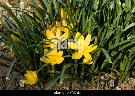 Sternbergia Lutea Lilie des Feldes Stockfoto